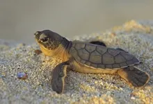sand animals turtles baby animals 1600x1200 wallpaper Art HD Wallpaper